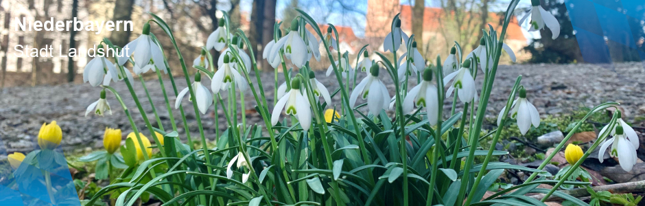 Das Foto zeigt Schneeglöckchen in der Stadt Landshut.