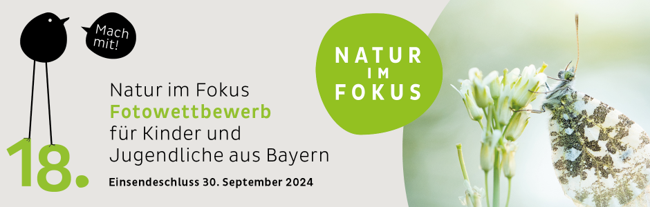 Das Foto zeigt einen Falter mit der Aufschrift Natur im Fokus Fotowettbewerb für Kinder und Jugendliche aus Bayern, Einsendeschluss 30. September 2024